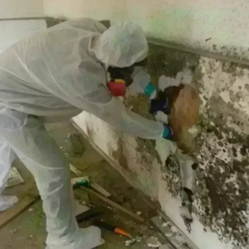 Mold Remediation and Removal in La Cygne, KS